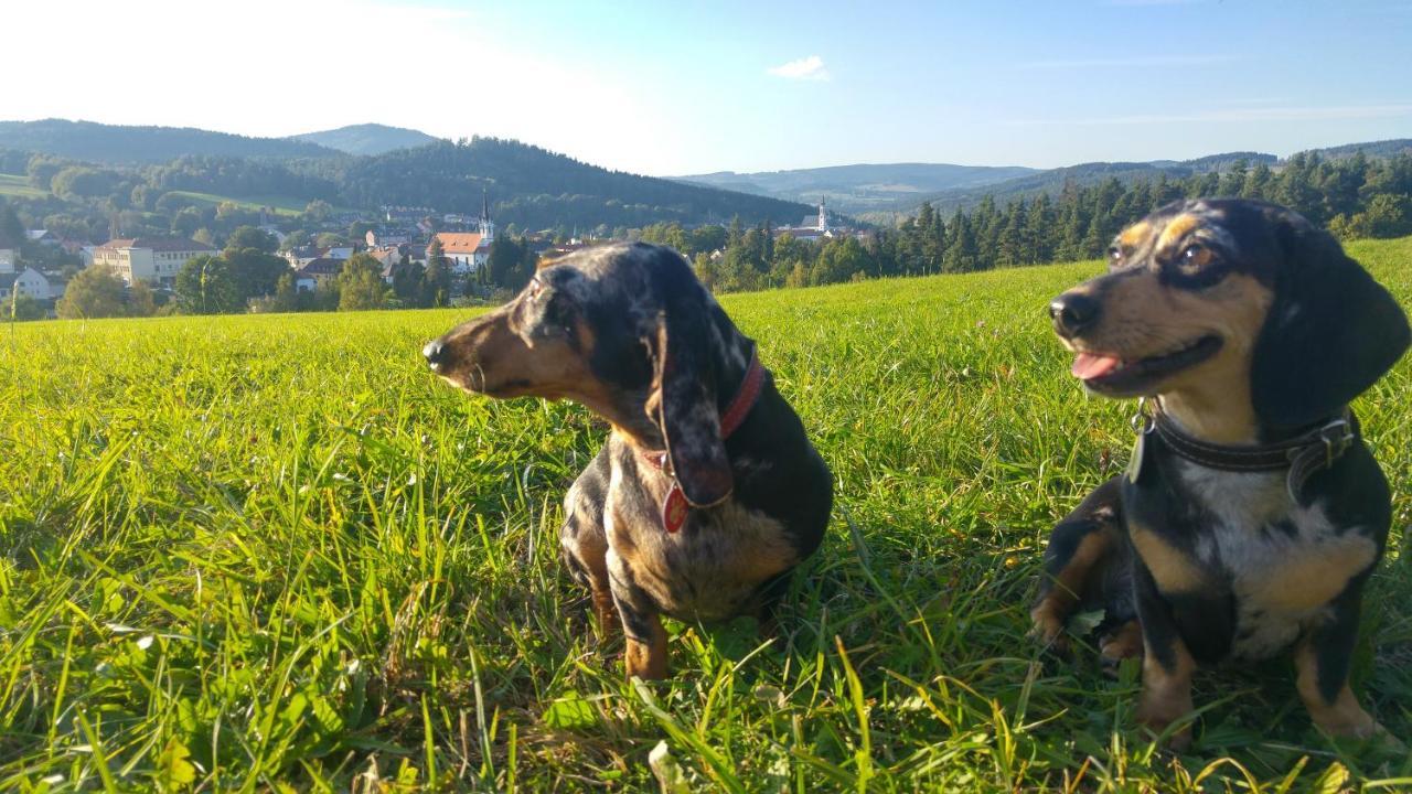 Appartamento U Mikesu Vyšší Brod Esterno foto
